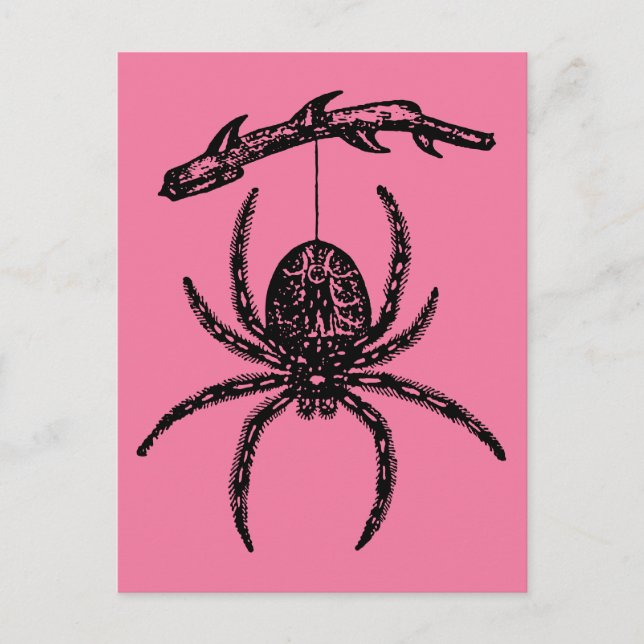 vykort för Rosa Spider (Framsida)