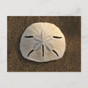 Vykort för Sand Dollar-Snäckor (Färg Photo)