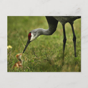 vykort för Sandhill Crane & Baby