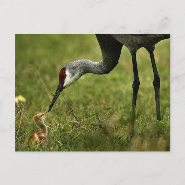 vykort för Sandhill Crane & Baby (Framsida)