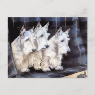 Vykort för Scotties för Terriers för vintagevit