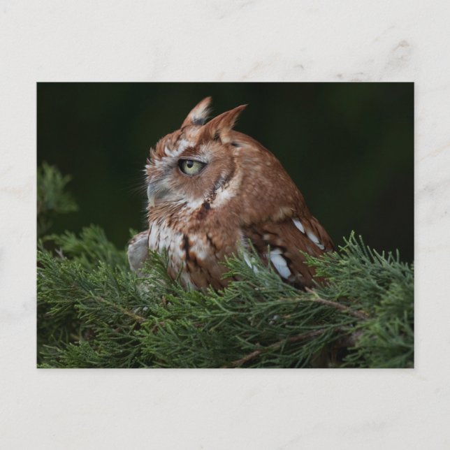 vykort för Screech Uggla (Framsida)