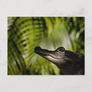 vykort för Shady Alligator