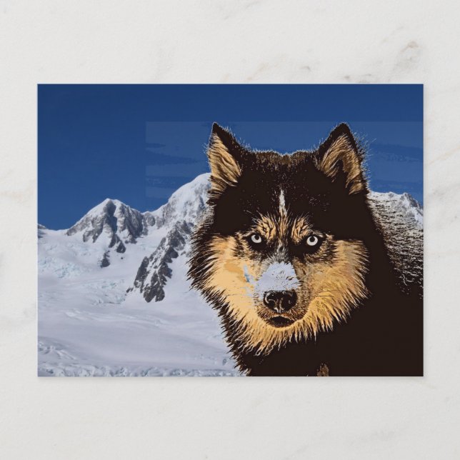 vykort för siberian husky (Framsida)
