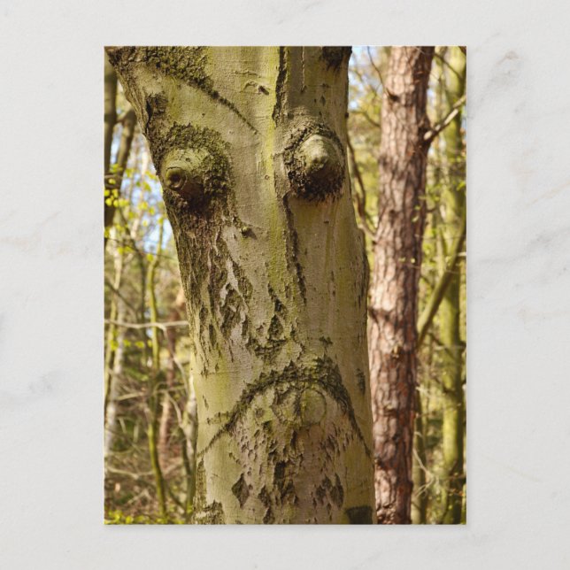 vykort för skog (Framsida)