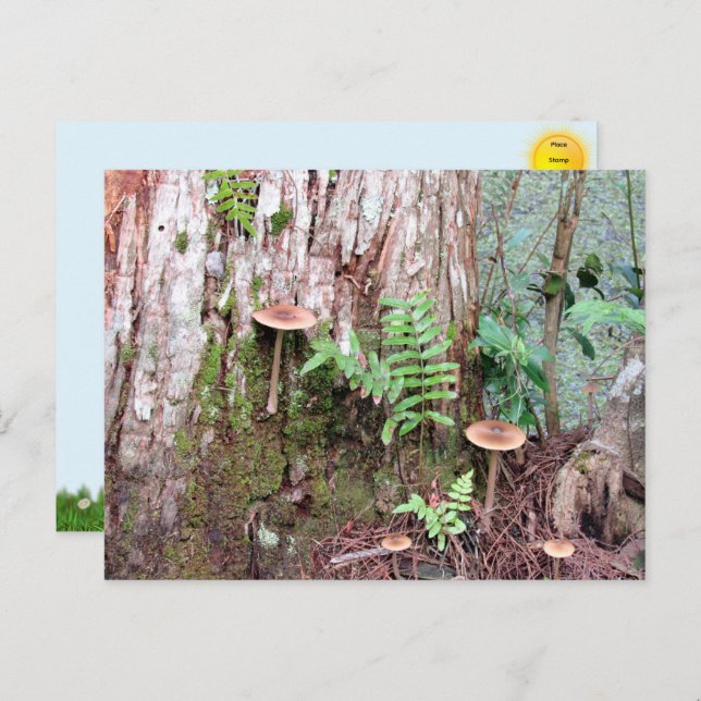 vykort för små svampar (Fram/baksida)