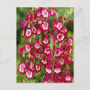 vykort för Snapdragon Flowers