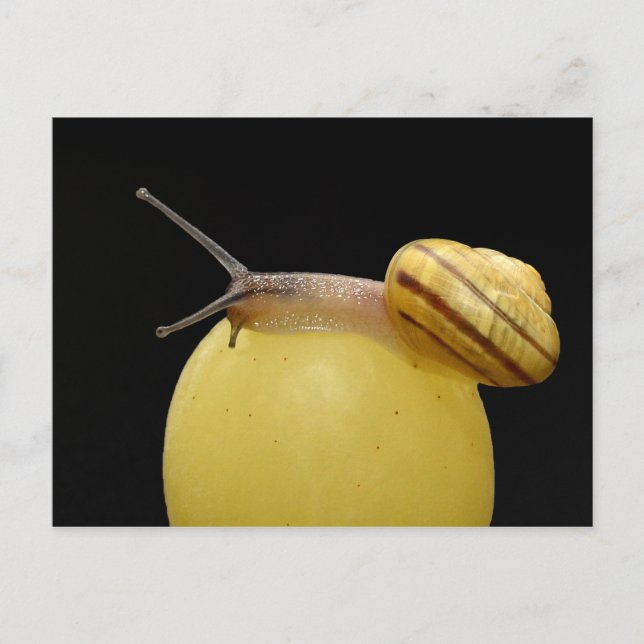 vykort för snigel (Framsida)