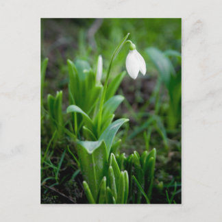 vykort för snö-droppar | Postkarte Schneegloeckche