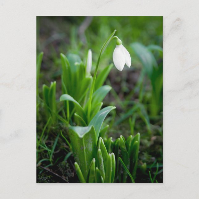vykort för snö-droppar | Postkarte Schneegloeckche (Framsida)