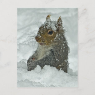 vykort för snö-ekorrar