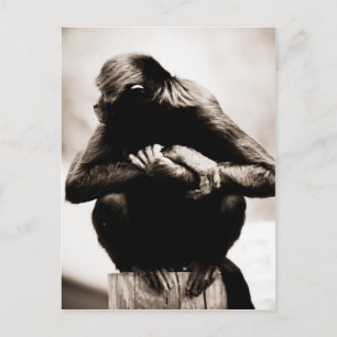 vykort för spindaltapa