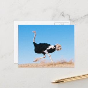 vykort för springa Ostrich Springa