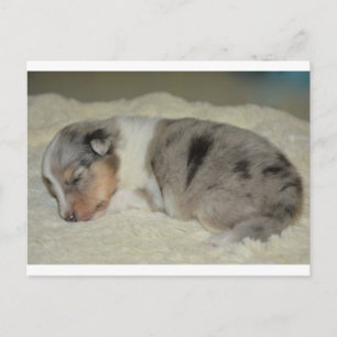 vykort för SS Blue Merle White och Tan puppy