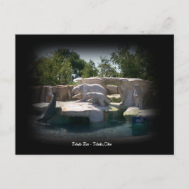 Vykort för staty för björn för Toledo Zoo polar