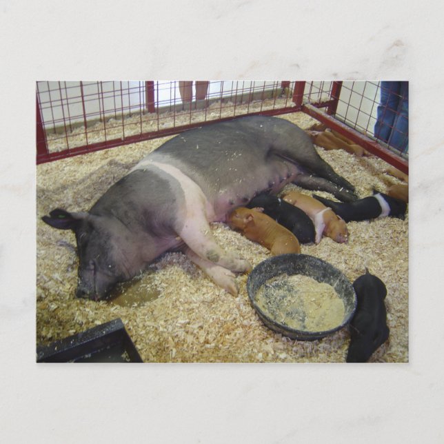 vykort för suggor och smågrisar (Framsida)