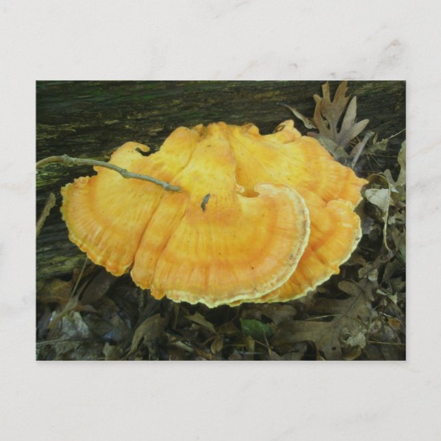 vykort för svamphäftning med orange (Framsida)