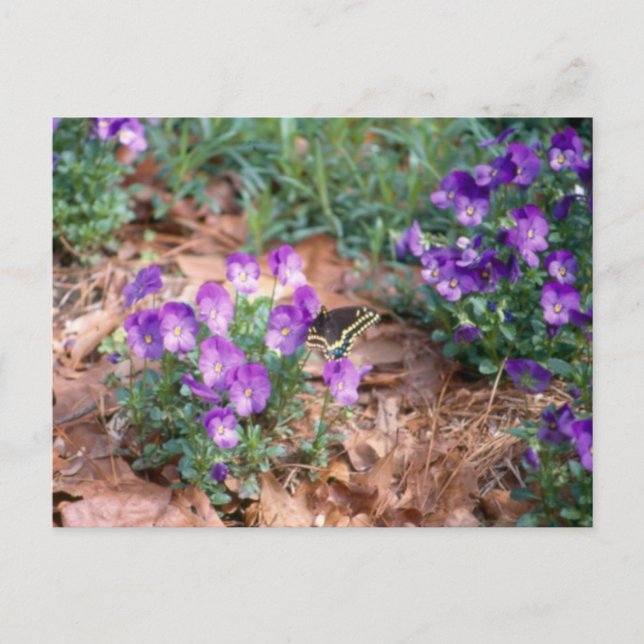 vykort för svavel och viola (Framsida)