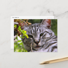 vykort för tabby katt