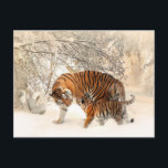 vykort för tiger mamma och baby<br><div class="desc">Tigare mamma och baby vykort för tillfällen. Och glöm inte att du kan anpassa din beställning.</div>