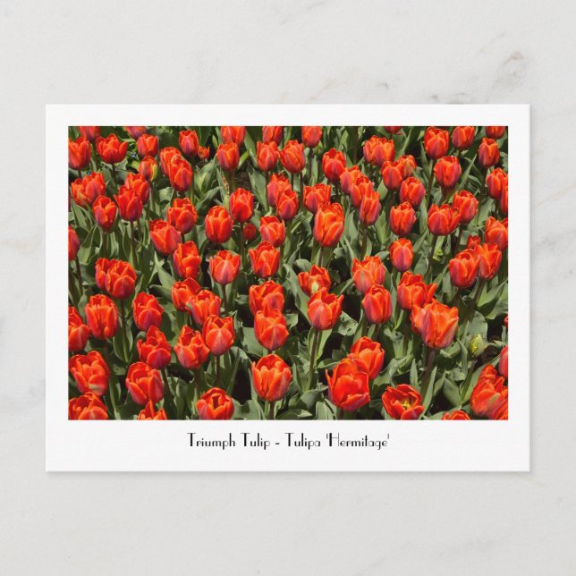vykort för TRIUMPH TULIP Tulipa 'Hermitage' (Framsida)