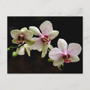 vykort för tropiska blommor