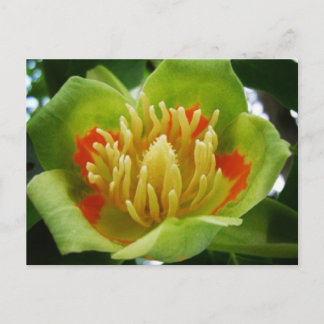 vykort för Tulip träd (Liriodendron Tulipifera)