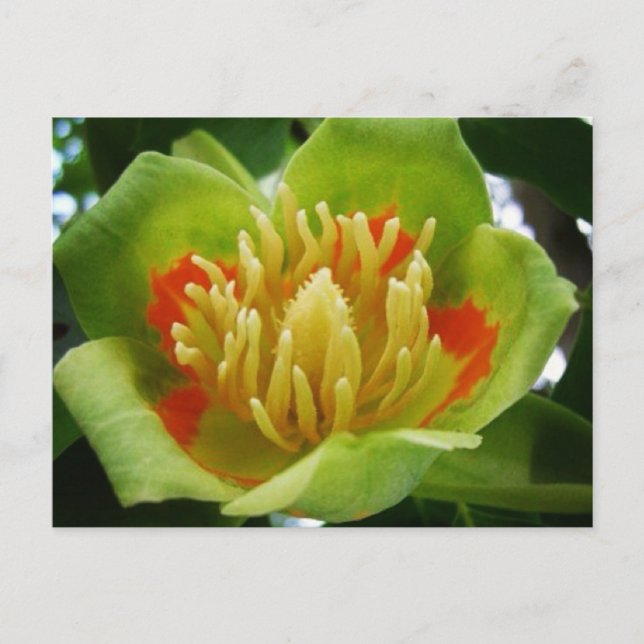 vykort för Tulip träd (Liriodendron Tulipifera) (Framsida)