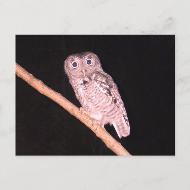 vykort för uggla (Framsida)