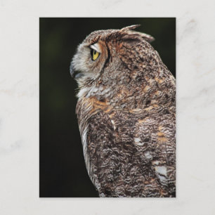 vykort för Underbara hornhinnade Uggla (Bubo virgi
