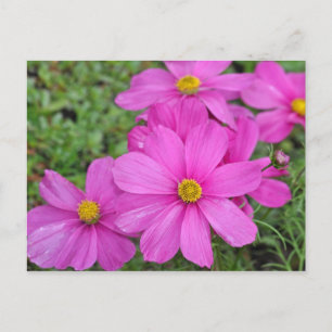 vykort för utskrift av blommor i rosa