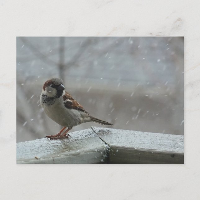 vykort för Vågrät House Sparrow (Framsida)