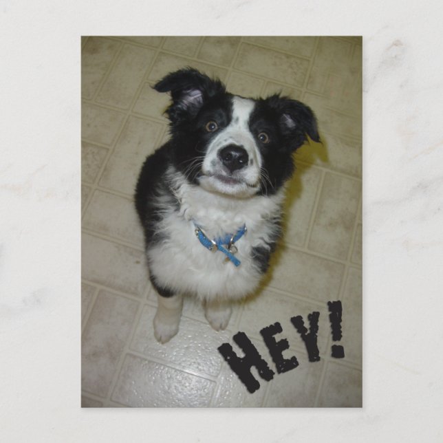 Vykort för Valp (Framsida)