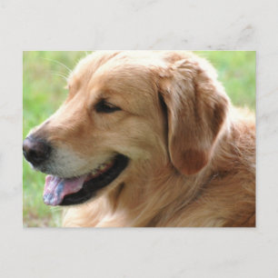 vykort för Valp för Golden Retriever