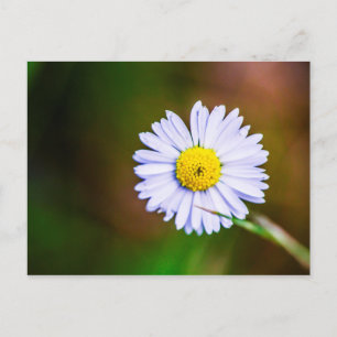 Vykort för vanlig daisy