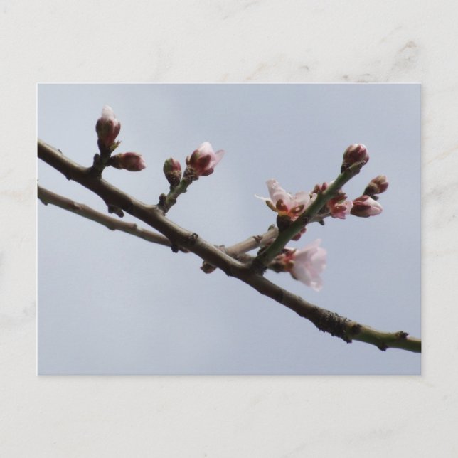 vykort för vår (Framsida)