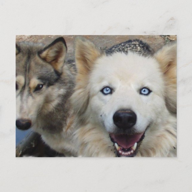 vykort för varg Pack (Framsida)