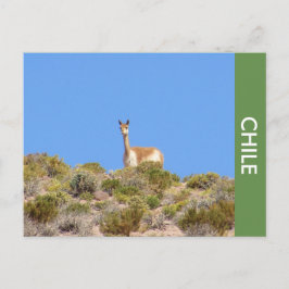vykort för Vicuna Llama Chile