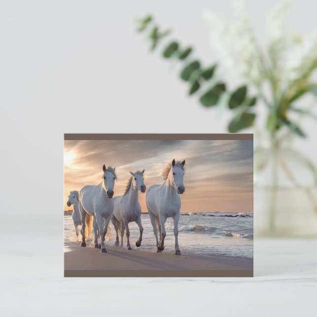 vykort för vild (A group of four white horses walks gracefully along the shoreline at sunset.)
