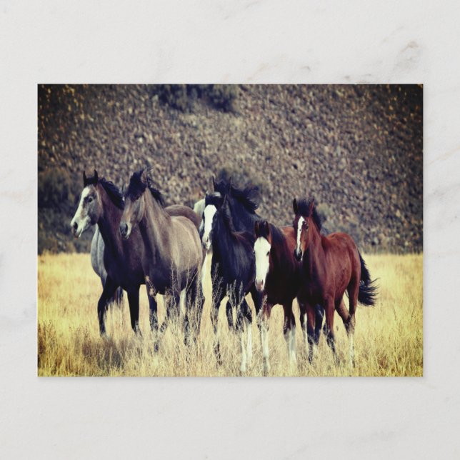 vykort för vild (Framsida)