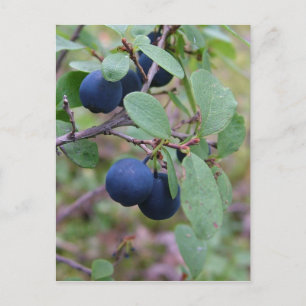 vykort för vild Berries, anpassa