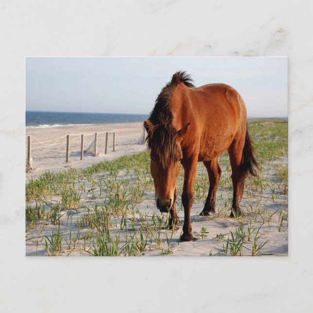 vykort för vild häst, vykort för assateague (Framsida)