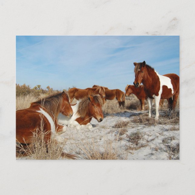 vykort för vild häst, vykort för assateague (Framsida)