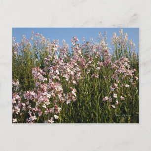 vykort för "Vild Phlox"