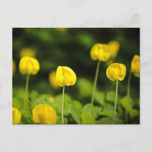 vykort för vilda blommor