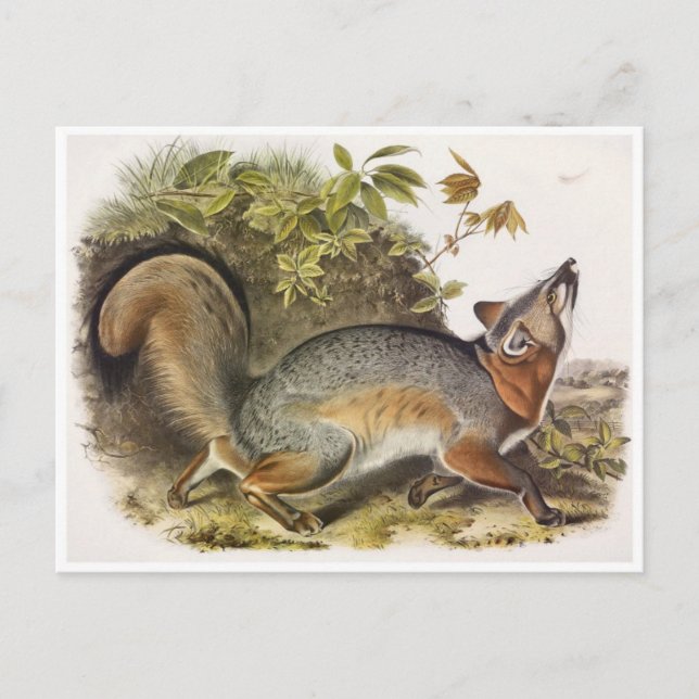 vykort för vintage (Framsida)