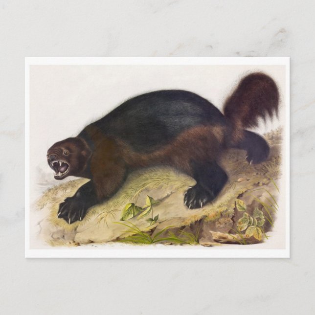 vykort för vintage (Framsida)