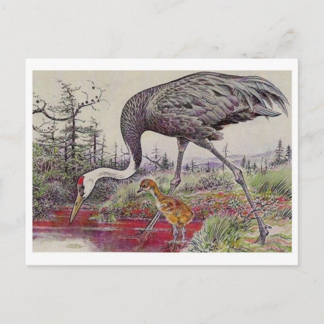 vykort för vintage (Framsida)