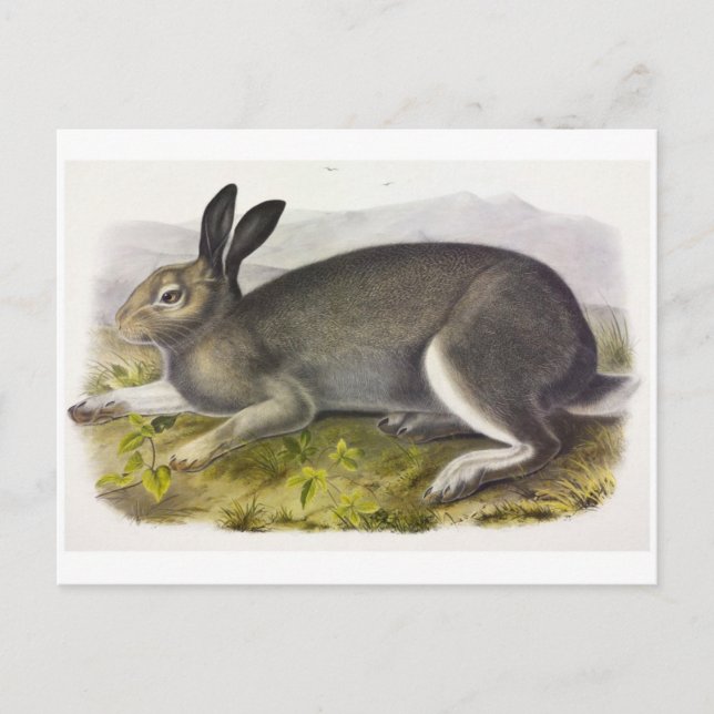 vykort för vintage (Framsida)