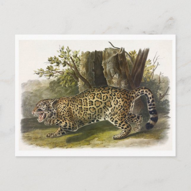 vykort för vintage (Framsida)